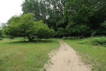 Dieser Weg im Stenshuvud Nationalpark in Schweden führt über eine Wiese in den Wald.