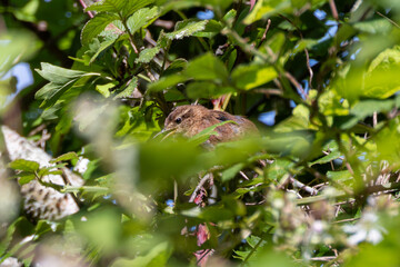 European Wren (Troglodytes troglodytes) in Turvey Nature Reserve, Dublin, Ireland