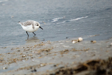 Sanderling (Calidris alba) off the Coast of Clontarf, Dublin, Ireland