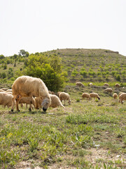 Herd of sheep eating grass. Livestock image of small cattle grazing on meadow. Green hill, mountains on background. Countryside animal farming concept image.