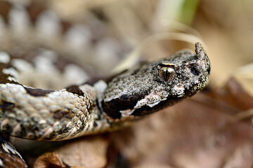 Nose-horned viper // Europäische Hornotter (Vipera ammodytes montandoni) - Ropotamo National Park, Bulgaria