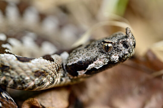 Nose-horned viper // Europ&auml;ische Hornotter (Vipera ammodytes montandoni) - Ropotamo National Park, Bulgaria
