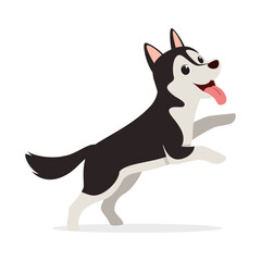 happy cute siberian husky dog with good quality and design