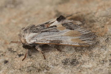 Closeup on a European Tawny Prominent moth, Harpyia milhauseri