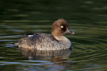 Common goldeneye