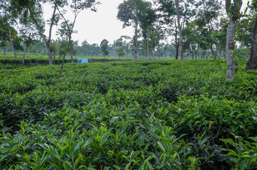 Tea leaf garden and others trees in the tea garden, Sylhet, Bangladesh