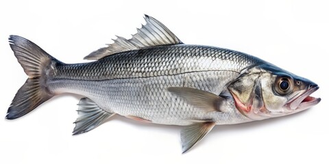 Obraz premium Freshly caught sea bass with scales glistening in light, lies isolated on a transparent and white background, showcasing its vibrant silver and white hues.