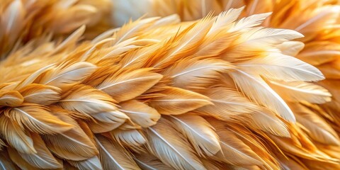 Softly lit, intricately detailed close-up of a chicken's plumage, showcasing a vibrant array of fluffy, curved feathers in shades of golden brown and creamy white.
