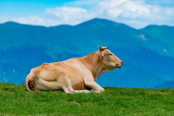vacas 4