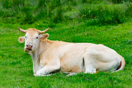 vacas 3