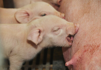 Farm in Denmark. Newborn piglets sucking milk © Виктор Осипенко