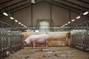 Pregnant sows on a modern farm in Denmark