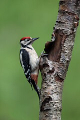 Greater Spotted Woodpecker (Dendrocopos major) on a Silver Birch trunk