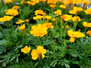 Yellow marigolds in the garden