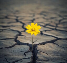 A Single Ray of Hope: The Resilient Bloom of a Yellow Flower Amidst Cracked and Arid Earth, a Testament to Survival and Adaptation.