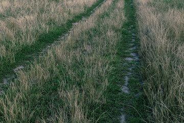 The trampled path among the wheat sprouted green grass. Close-up