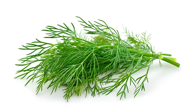 Sprig of fresh dill isolated on white