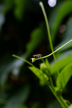 Inceto na flor