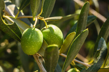 Round green olives attached to the tree