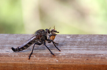 Robber Fly with wasp prey