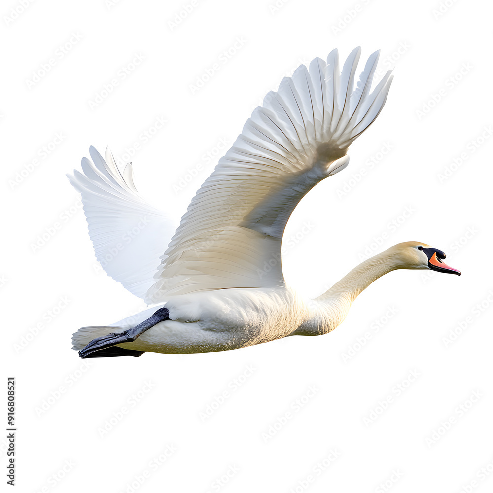 Wall mural Swan flying isolated on a white background