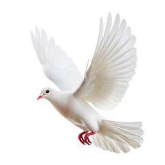 White Dove flying  isolated on white background