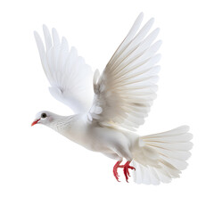 White Dove flying  isolated on white background