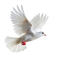 Obraz premium White Dove flying isolated on white background