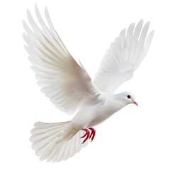 Obraz premium White Dove flying isolated on white background