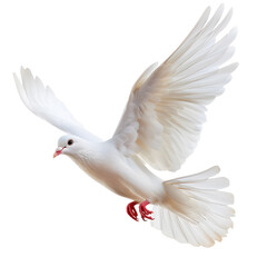 White Dove flying  isolated on white background