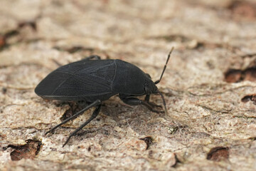 Detailed closeup on an dirt and black colored European seedbug, Aellopus atratuson wood