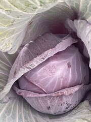 head of cabbage