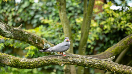 Parc Animalier des Pyrénées, sterne Inca