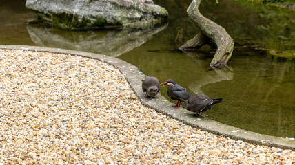 Parc Animalier des Pyrénées