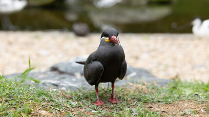 Parc Animalier des Pyrénées