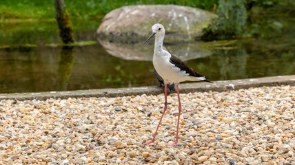 Parc Animalier des Pyrénées