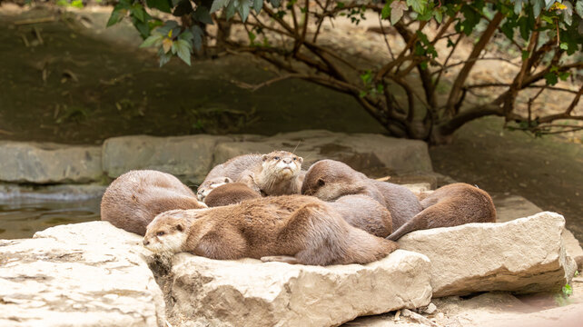 Parc Animalier des Pyr&eacute;n&eacute;es