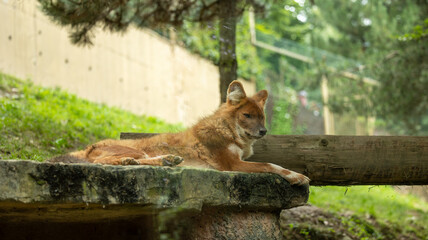 Parc Animalier des Pyrénées