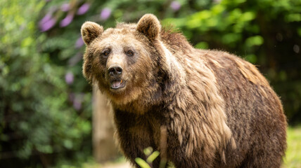 Fototapeta premium Parc Animalier des Pyrénées