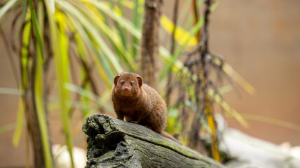 Parc Animalier des Pyrénées