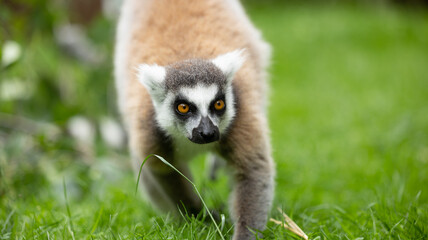 Parc Animalier des Pyrénées