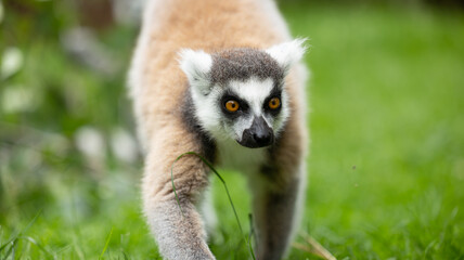 Parc Animalier des Pyrénées