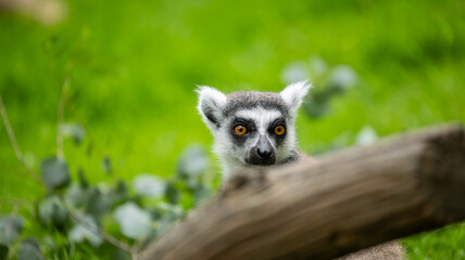 Parc Animalier des Pyrénées