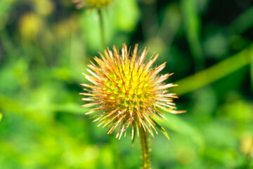 CloseUp View of a Spiky Flower Head Set Against a Vibrant Green Background Scene