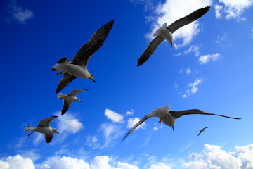 Portugal Lisboa Seagulls at the Tejo