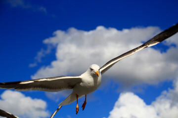 Portugal Lisboa Seagulls at the Tejo