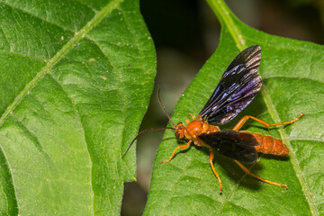 Ichneumon Wasp - Trogus pennator