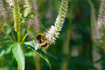 A Bumblebee Busy Pollinating a Colorful Flower in a Vibrant Garden Under the Sun