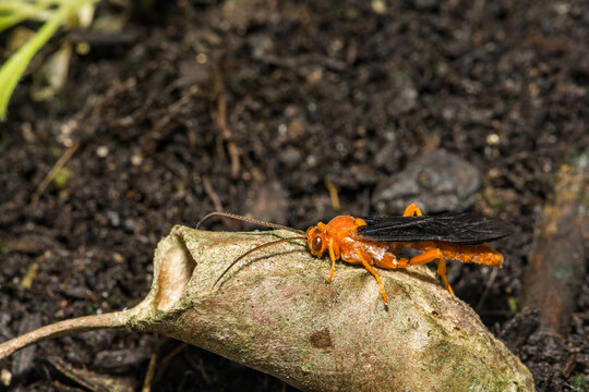 Ichneumon Wasp - Trogus pennator