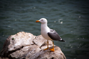 Portugal Cascais Seagull at the promenade